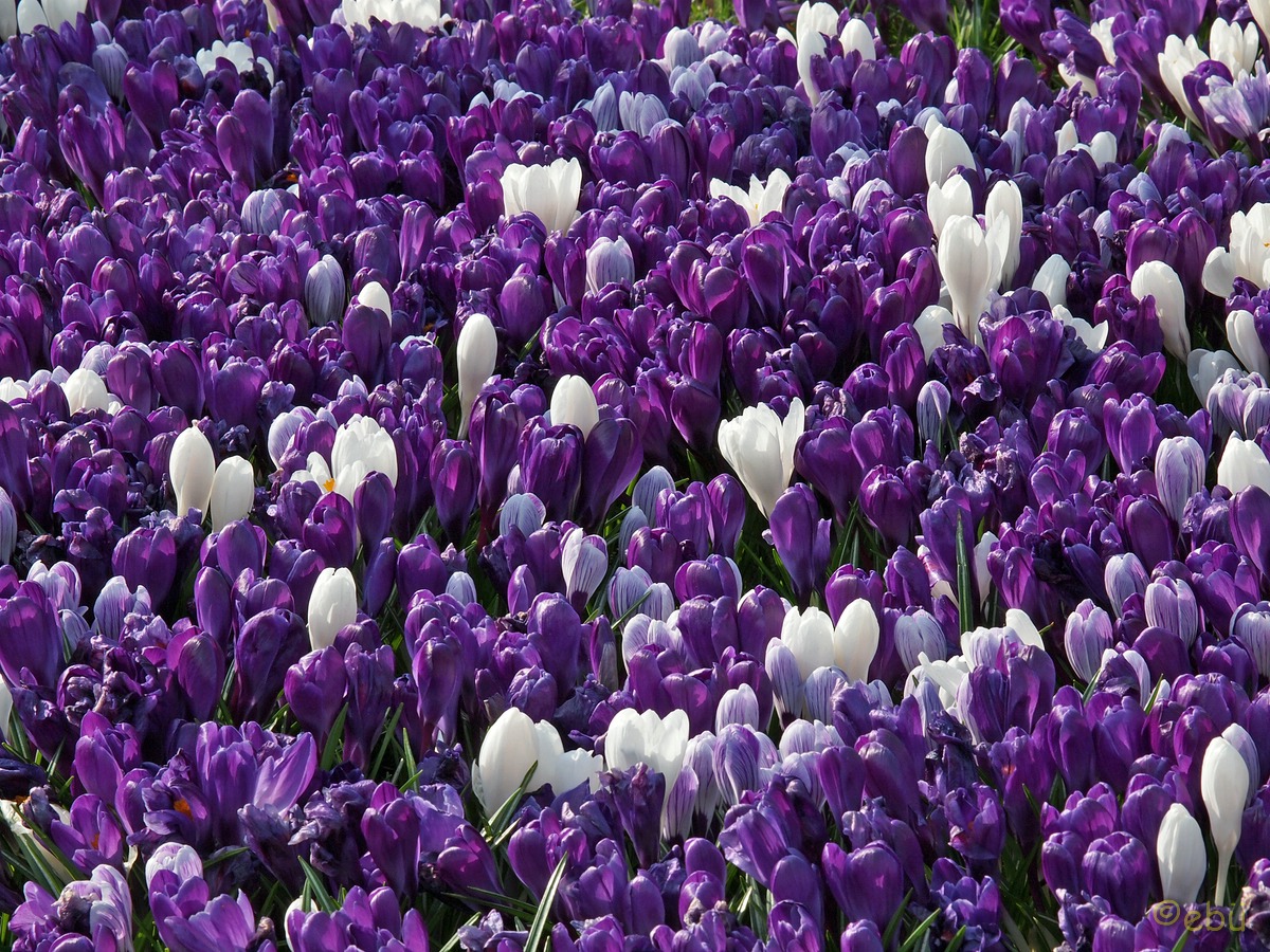 Krokusse